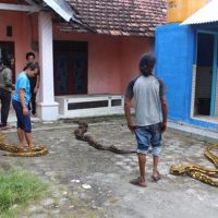 Pasutri Di Indramayu Pelihara Ular Piton Hingga Jadi Teman Bermain Balita