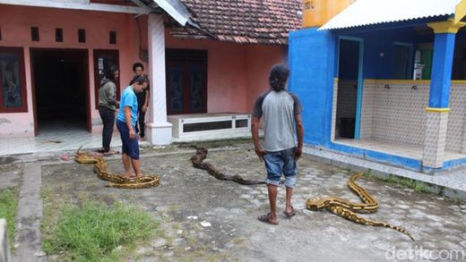 Pasutri Di Indramayu Pelihara Ular Piton Hingga Jadi Teman Bermain Balita